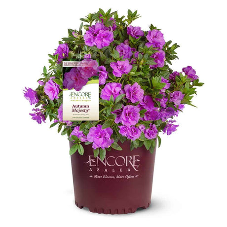 Autumn Majesty Encore Azalea for sale with purple flowers