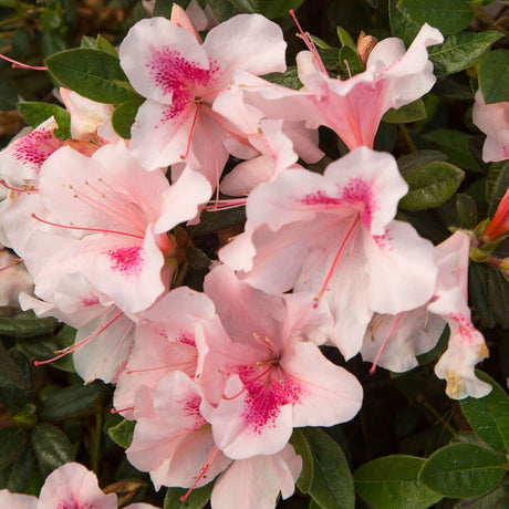 pink white azalea for sale encore