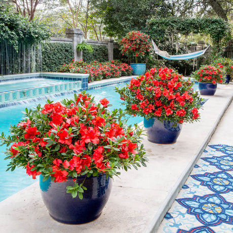 Red flowering Encore Azalea Autumn Embers plants in blue pots by a poolside with a garden background