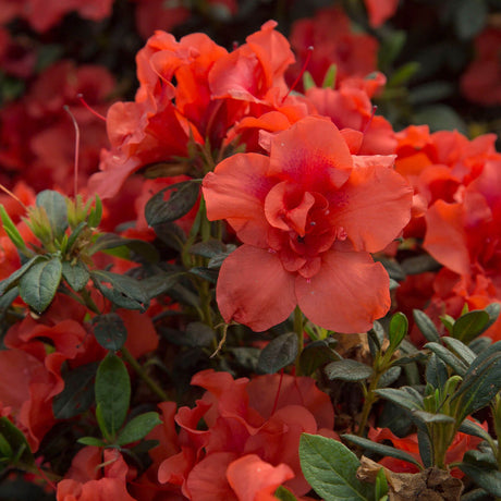 Close-up of vibrant red flowers of the Autumn Embers Encore Azalea bush with green leaves
