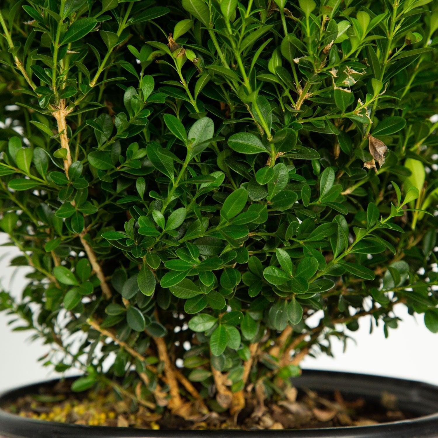 Baby Gem Boxwood - Thumbnail 2