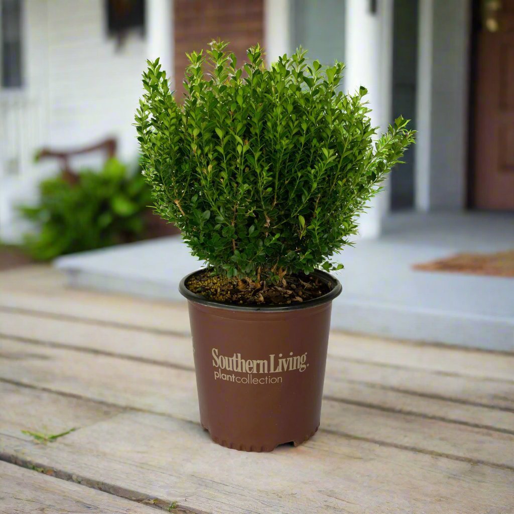 Baby Gem Boxwood