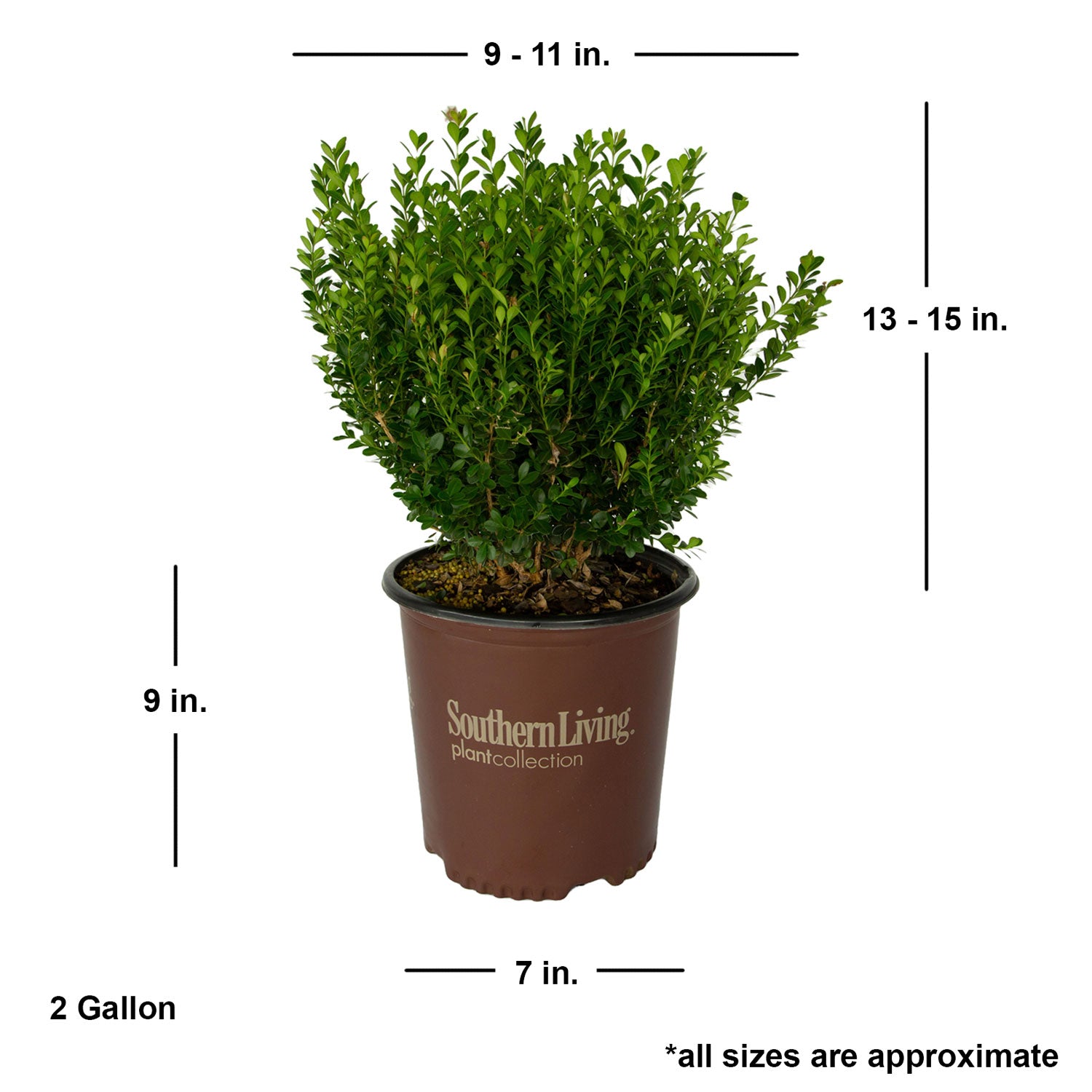Baby Gem Boxwood - Thumbnail 4