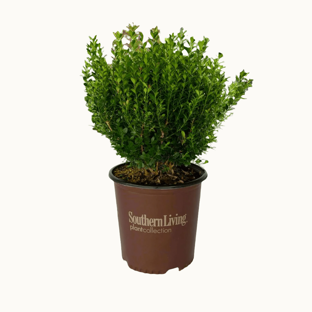 Baby Gem Boxwood - Thumbnail 3
