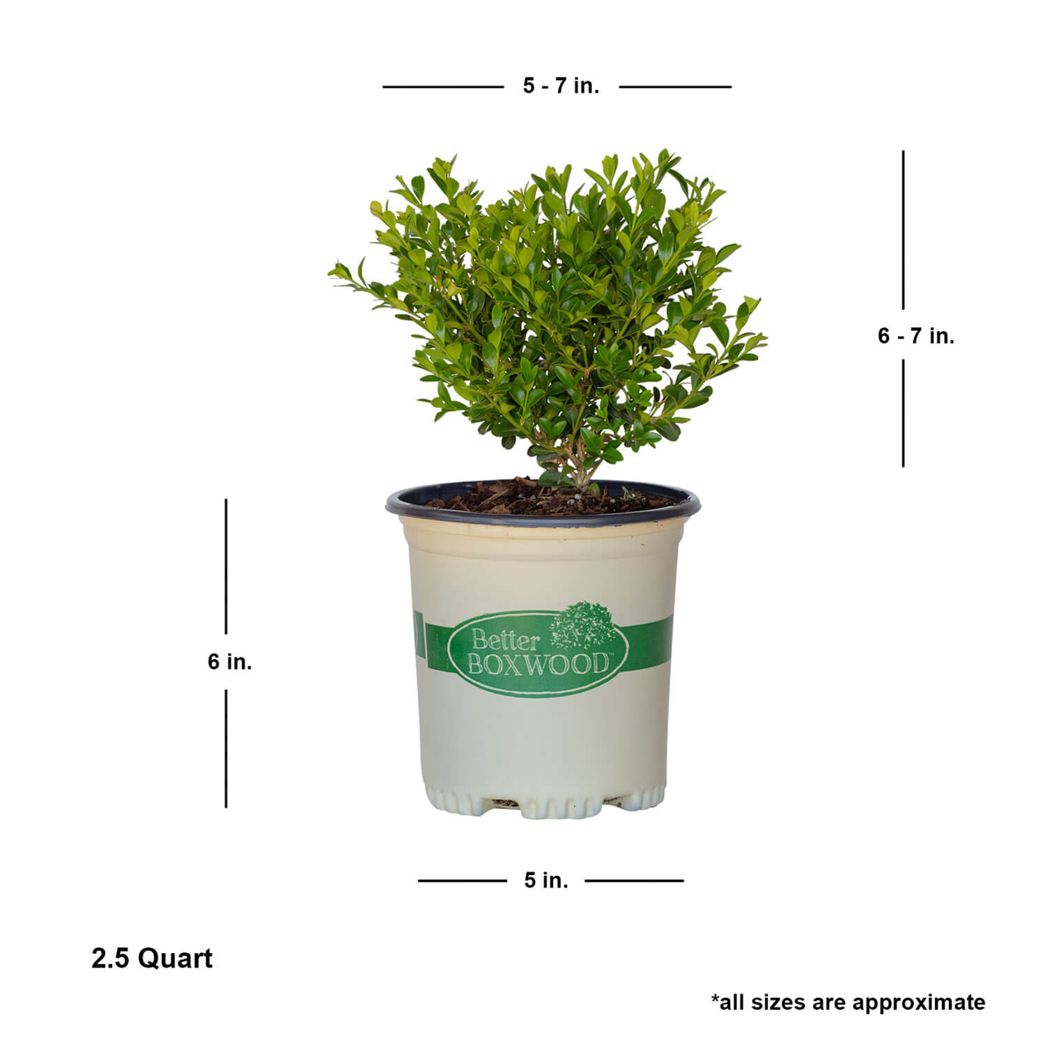 Heritage Boxwood | Better Boxwood – Plants by Mail