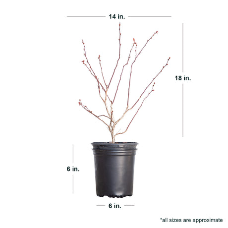 2.5 Quart Becky Blue Blueberry for sale with dormant shipped plant dimensions. Ships dormant from December until March. Ships at approx 18 inches tall by 14 inches wide