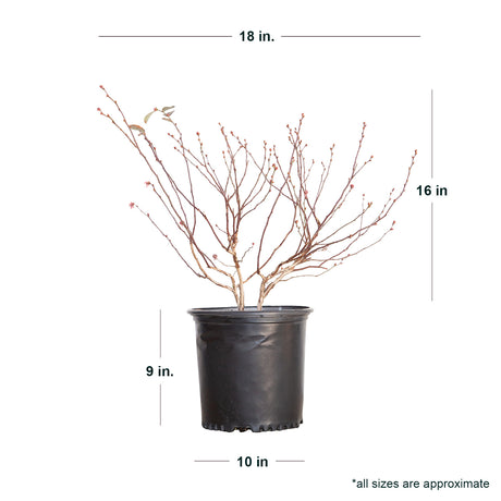 2.5 Gallon Becky Blue Blueberry for sale with dormant shipped plant dimensions. Ships dormant from December until March. Ships at approx 18 inches tall by 14 inches wide