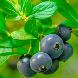Hello Darlin Blueberry foliage