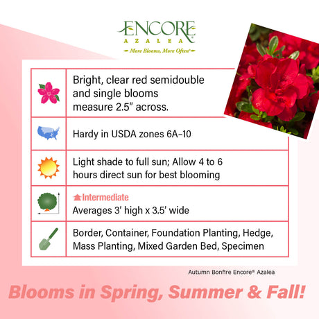 Encore Azalea Autumn Bonfire fact sheet