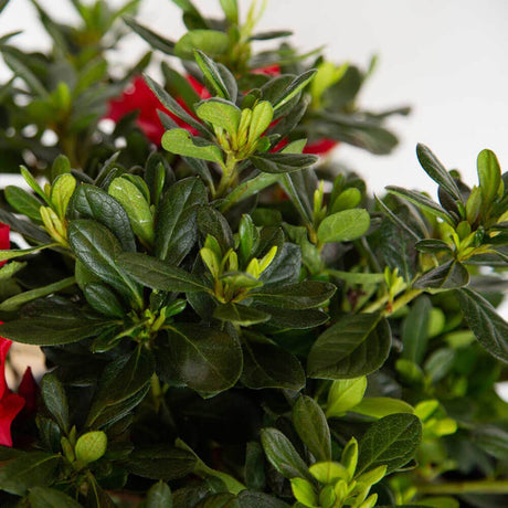 encore azaleas for sale autumn bonfire red flowers