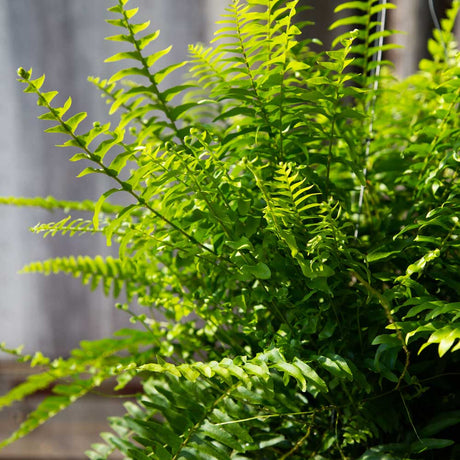 Sword leaves of our Boston fern in a hanging basket