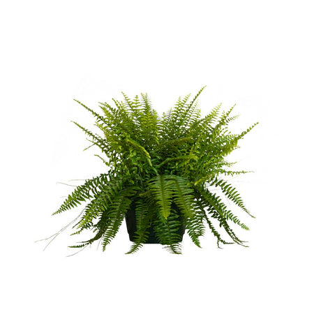Large Boston fern hanging basket