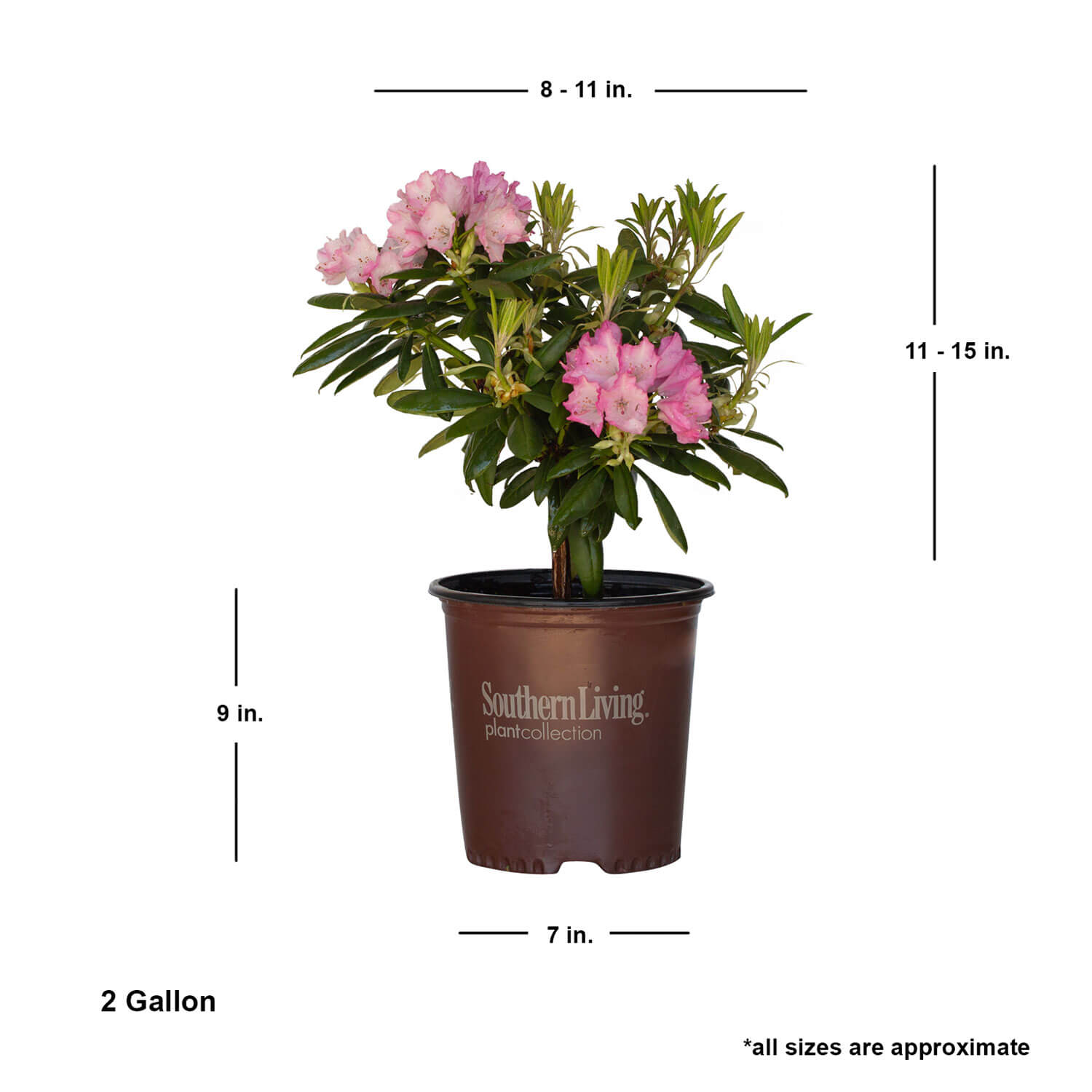 リゾートフラワー ORCHID FERTILIZERS – cymbidium floral