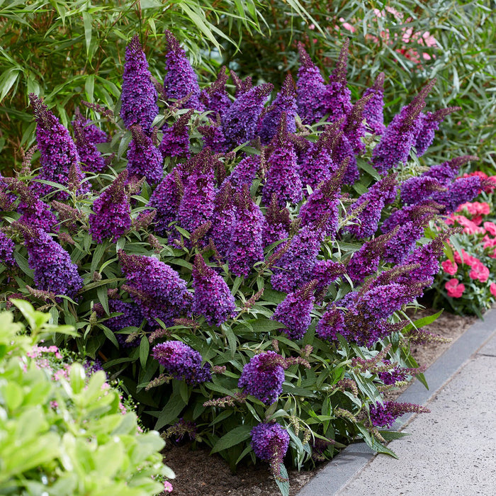 Butterfly Candy Lil Grape Butterfly bush with purple flowers butterfly bush in the landscape