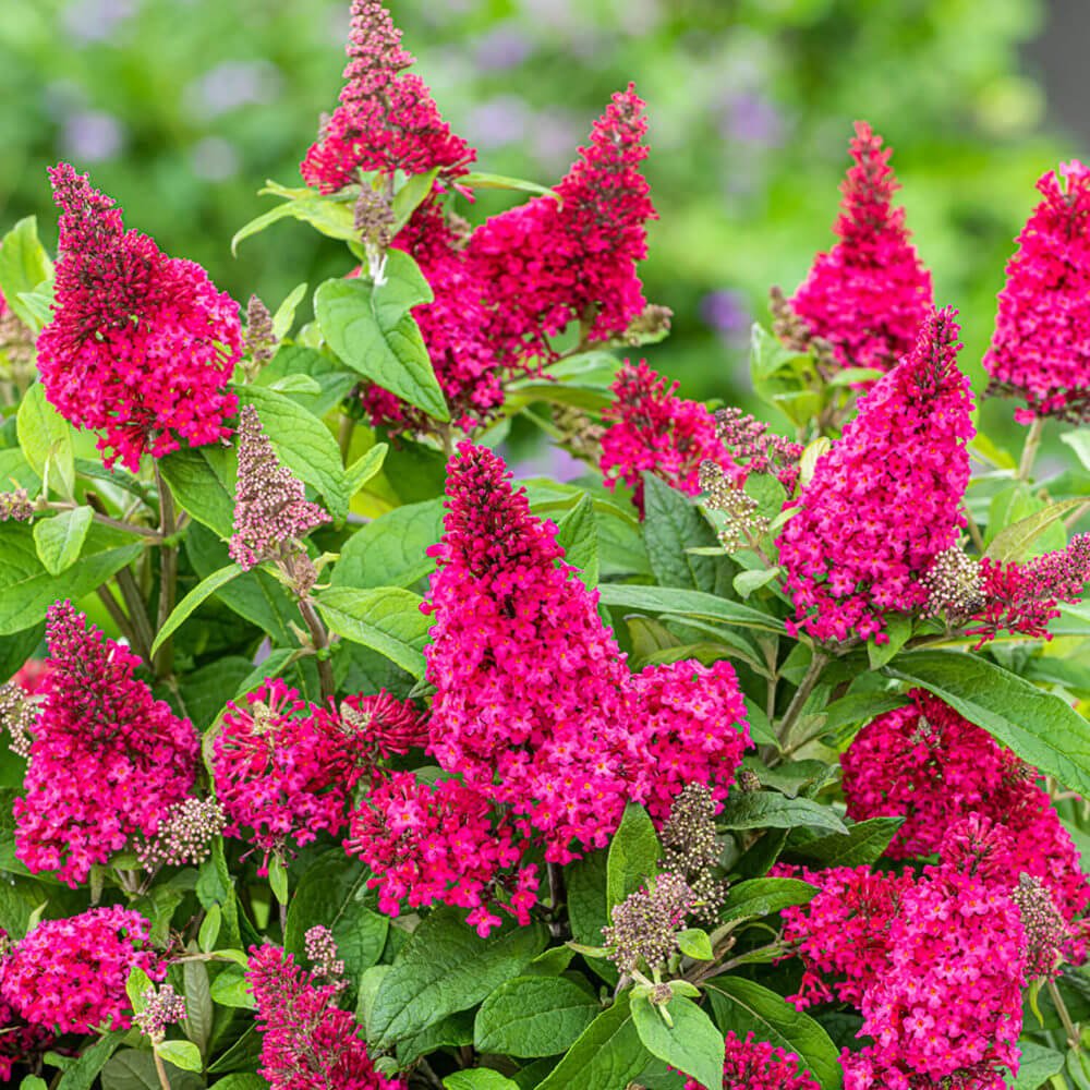 Li'l Raspberry Butterfly Bush 1.5 Gallon