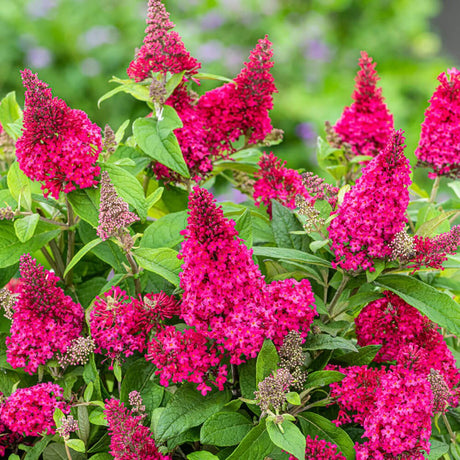 pink butterfly bush flowers on Butterfly Candy Li'l Raspberry