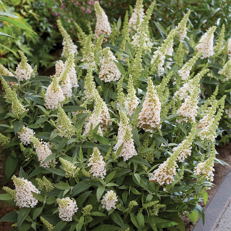 Butterfly Candy Lil Coconut Butterfly Bush with white flowers