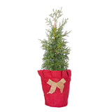 Carolina Sapphire Cypress - Mini Live Christmas tree in a natural burlap pot cover with a red bow