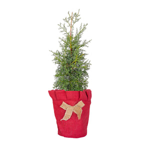 Carolina Sapphire Cypress - Mini Live Christmas tree in a natural burlap pot cover with a red bow
