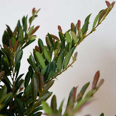 Cast in Bronze Distylium, Evergreen Shrub with Fast Growing Upright Habit