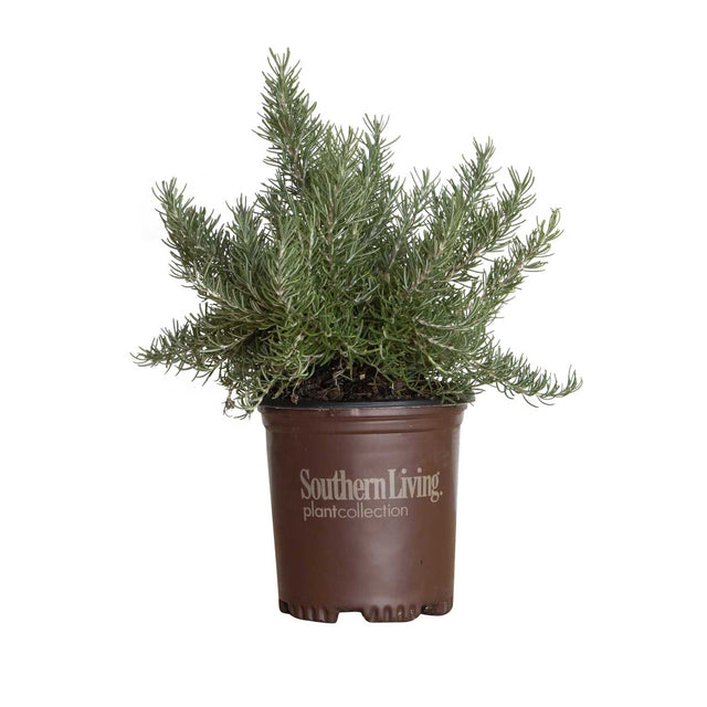 2.5 Quart Chef's Choice Rosemary bushes for sale in Southern Living container. Chefs Choice Culinary Rosemary is great for cooking