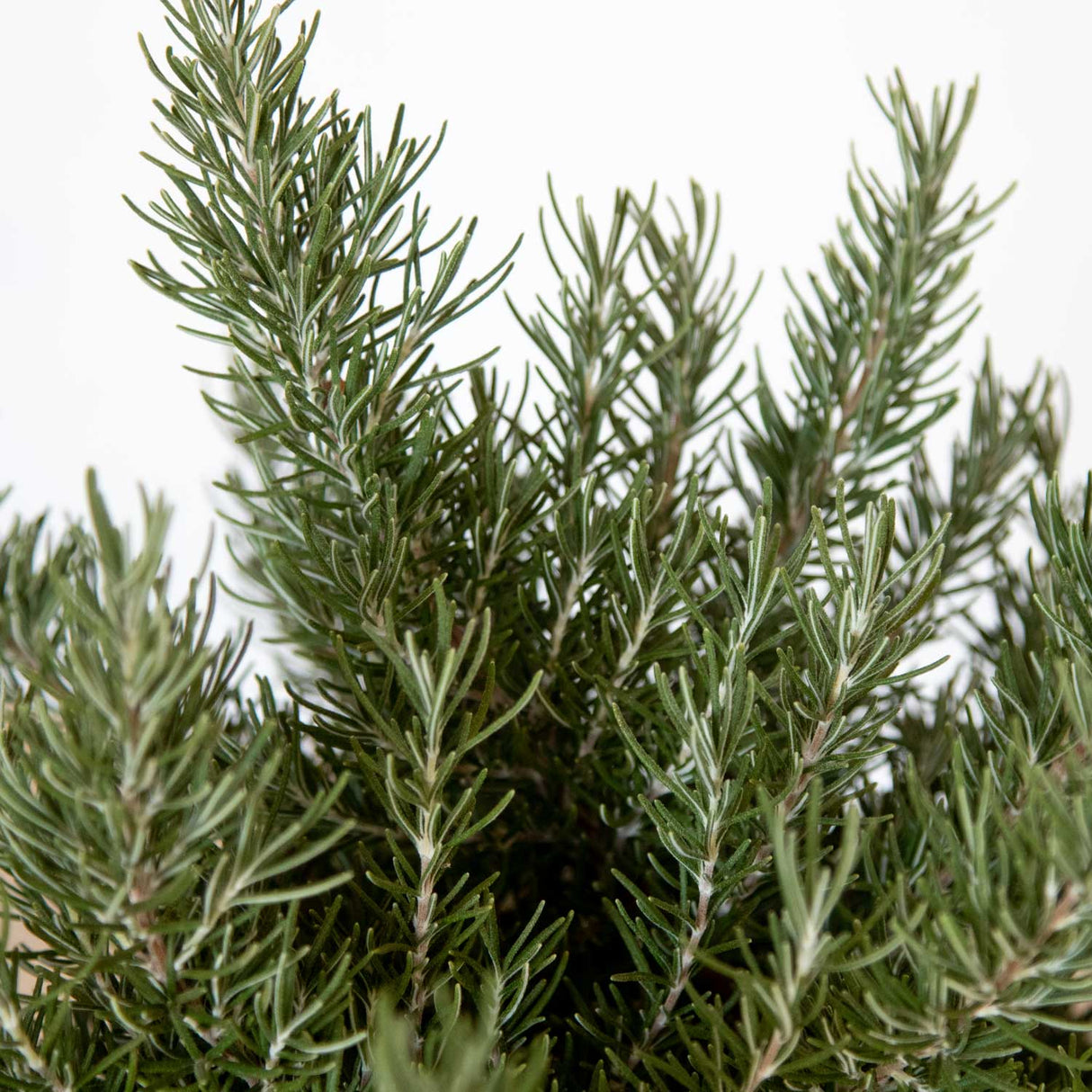 Chef's Choice Rosemary