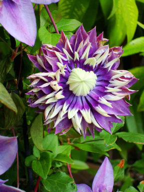 ‘Taiga’ Clematis close up