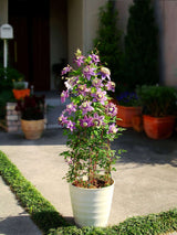 'Taiga' Clematis pot shot
