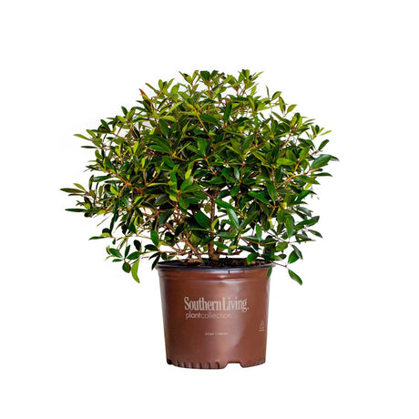 3 Gallon Bronze Beauty Cleyera for sale with green foliage in a southern living plants container on a white background