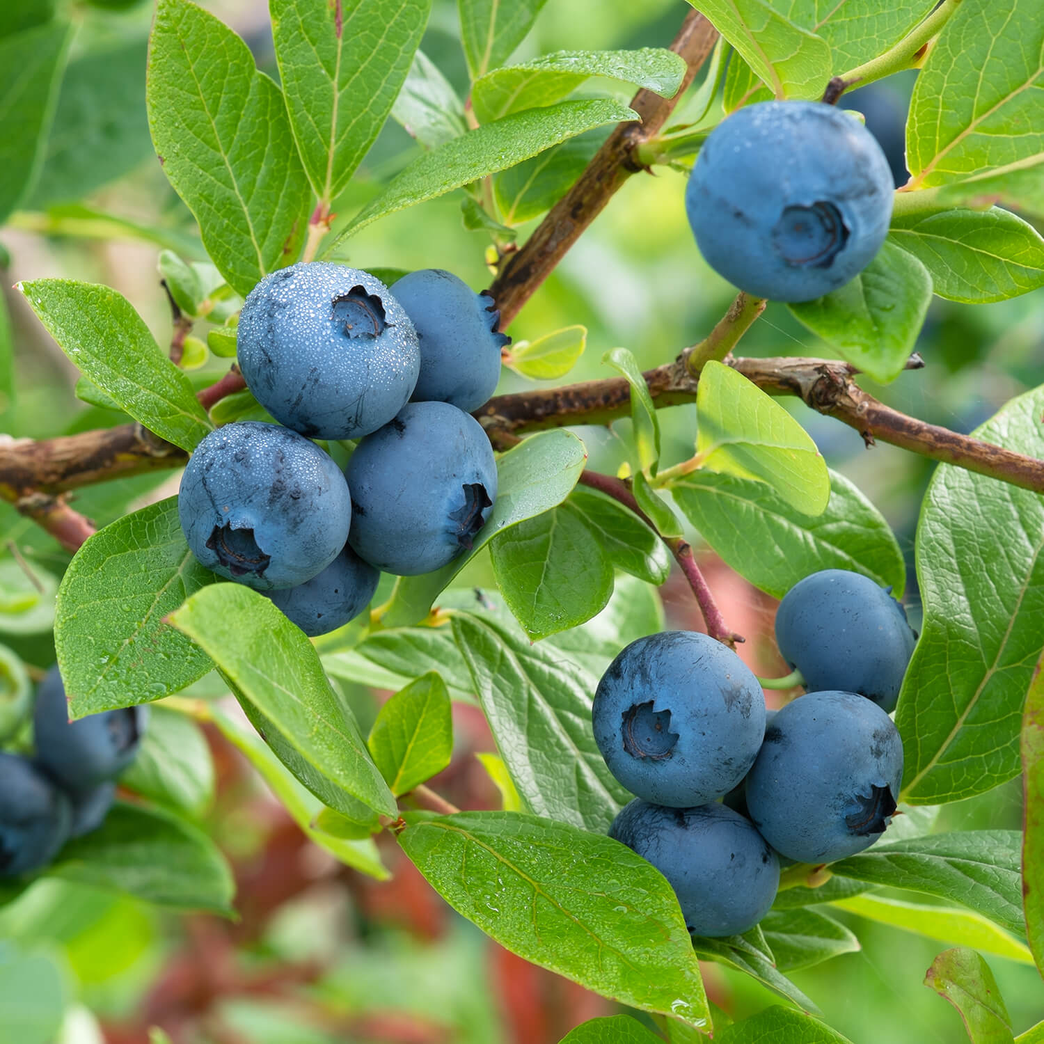 Climax Blueberry Bush - Rabbiteye Blueberry Plant