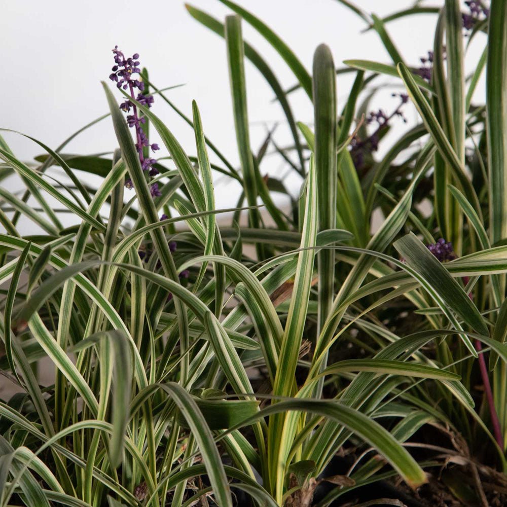 Variegated Liriope in 3-1/4