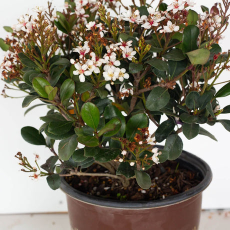 indian hawthorn bushes white flowers southern living