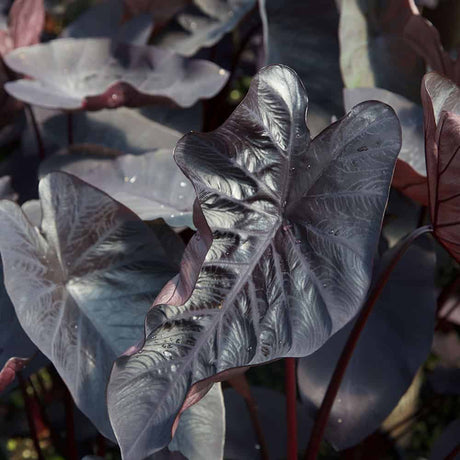 black rippled elephant ear Closeup of dark purple tropical foliage