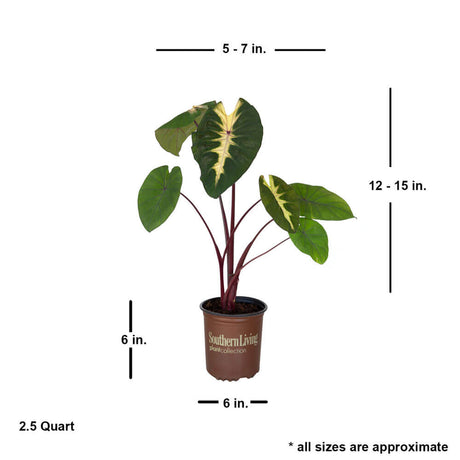 2.5 quart Waikiki elephant ear colocasia for sale online tropical purple with averaged shipped dimensions. Ships at approx 12-15 inches tall by 5-7 inches wide