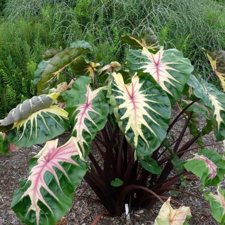 Green, pink and cream variegated leaves on the waikiki colocasia planted in the landscape