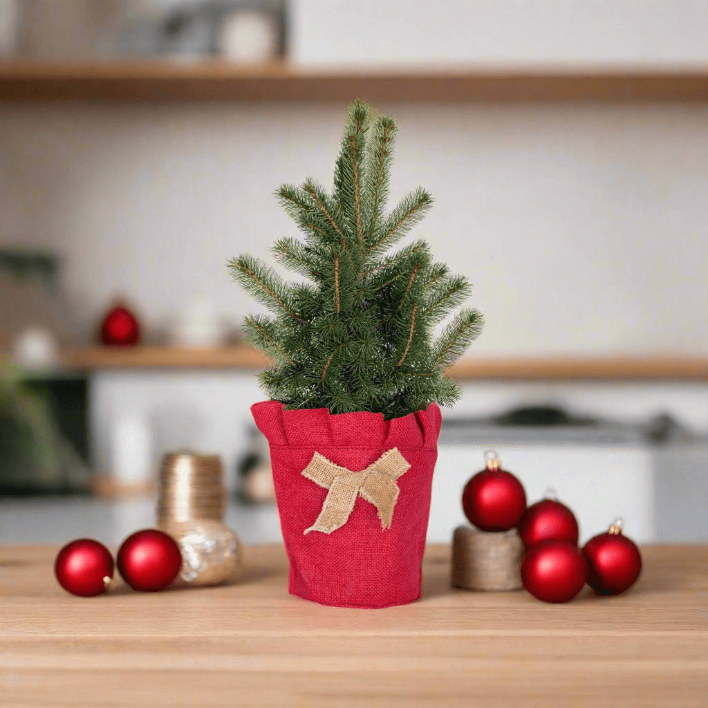 christmas tree original plant Living Christmas Tree