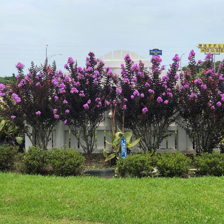 Delta Eclipse Pink Crepe Myrtle planted in the landscape with bright pink flowers and dark burgundy foliage