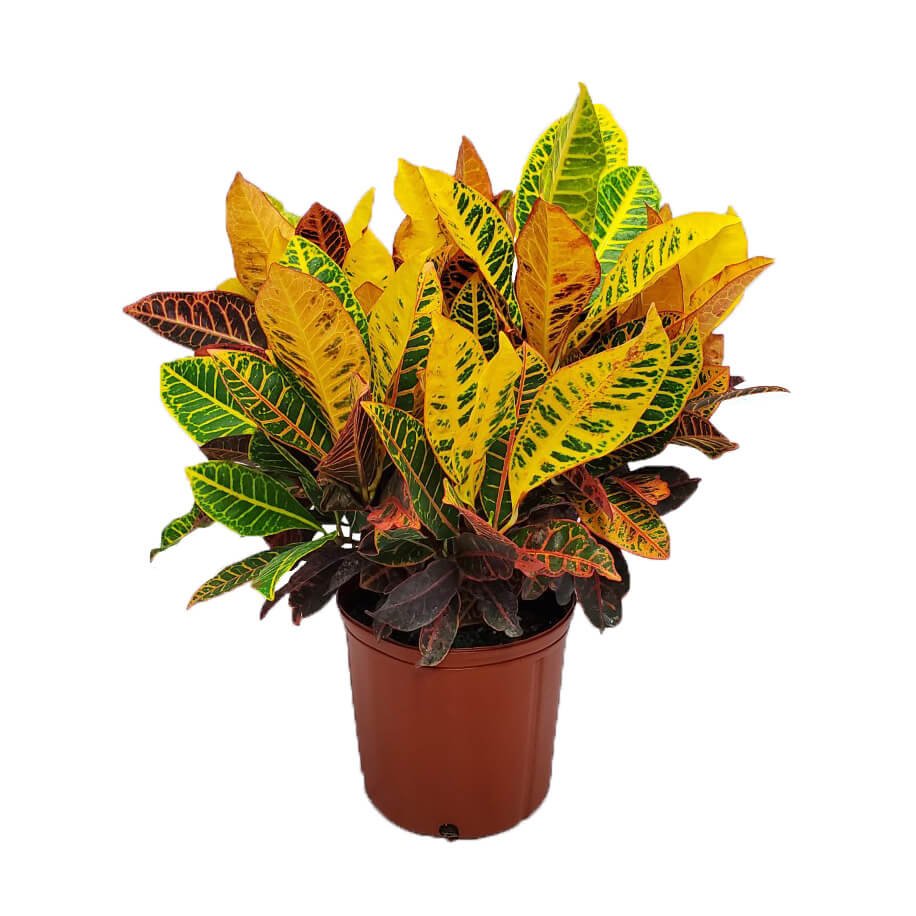 Croton Petra – Vibrant Tropical Croton Plant – Plants by Mail
