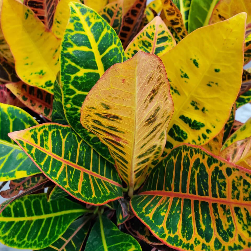 croton plant flower Croton Petra