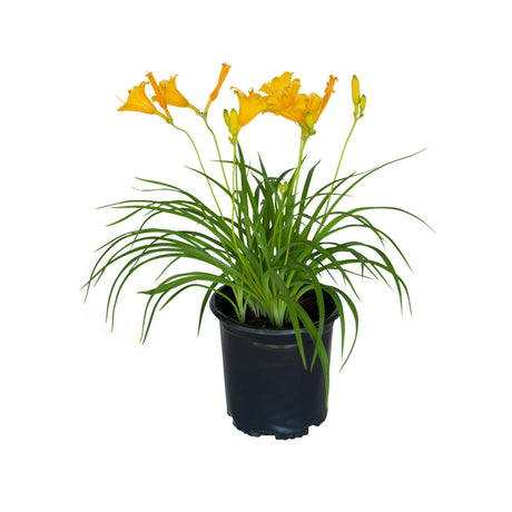 stella de oro daylily in a black pot. Strappy green foliage and a yellow flower on a white background