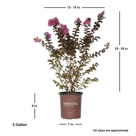delta eclipse pink crepe myrtle for sale online southern living plant collection pot average dimensions