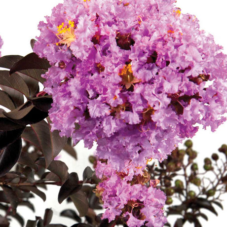 Delta Eclipse Crepe myrtle lavender blooms