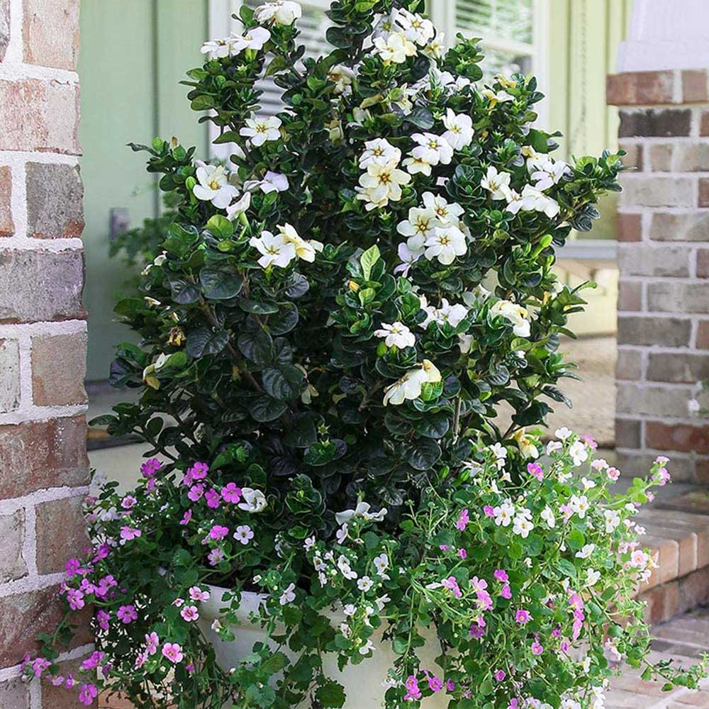dwarf flowering perennial diamond spire gardenia planted in a container on a patio with brick columns