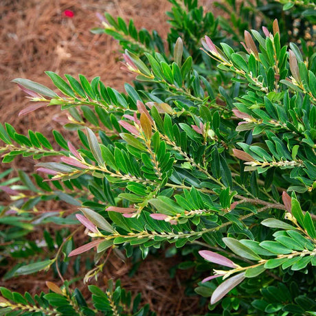 Cast in Bronze Distylium foliage evergreen