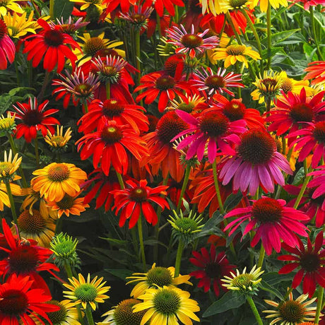 Echinacea Cheyenne Spirit Bloom