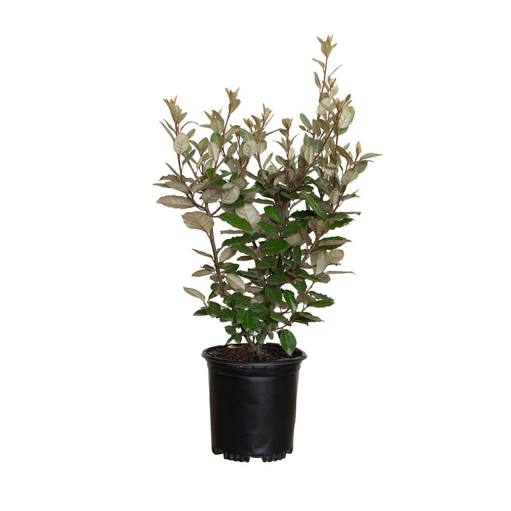 Elaeagnus Ebbingei pungens for sale online. Features leaves with silvery color on one side and green on the other side. Great privacy plant
