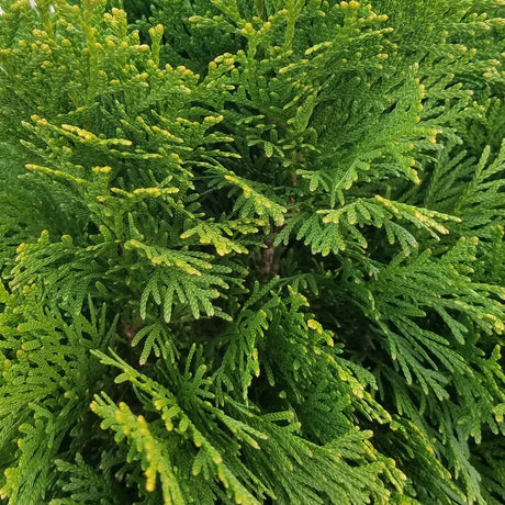 Emerald Green thuja foliage closeup. Evergreen fans of arborvitae foliage
