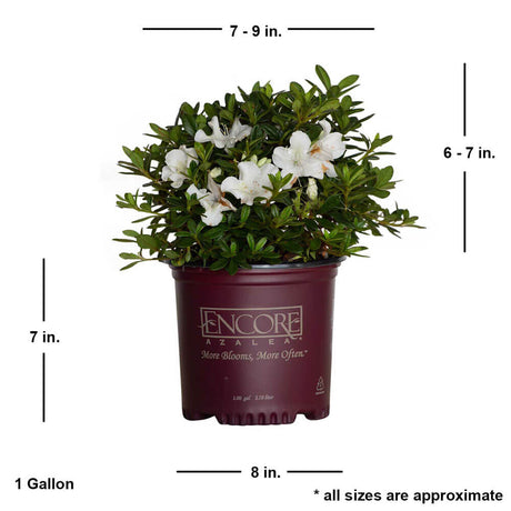 1 gallon Autumn Ivory Encore Azalea in an Encore Azalea pot. Autumn Ivory 1 Gallon is 6-7" tall when shipped