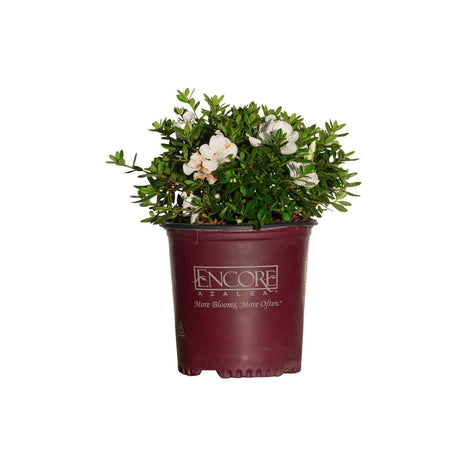 Encore Azalea Autumn Ivory 2 Gallon with white flowers and evergreen foliage