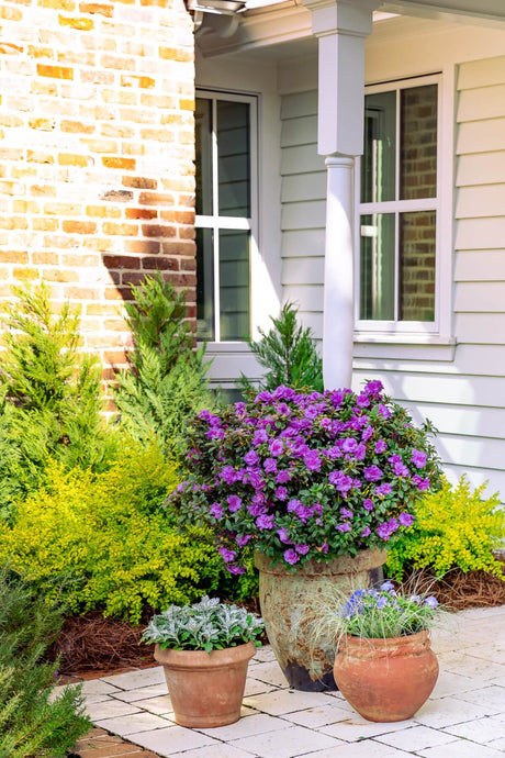 Potted plants including a purple flowering Encore Azalea Autumn Majesty bush in front of a house with a brick wall and paver patio.